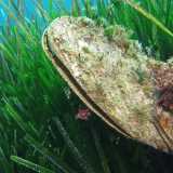 Si ricava da un mollusco chiamato scientificamente Pinna nobilis ma meglio conosciuto come �nacchera di mare�...(foto di Arnaud Abadie) 
